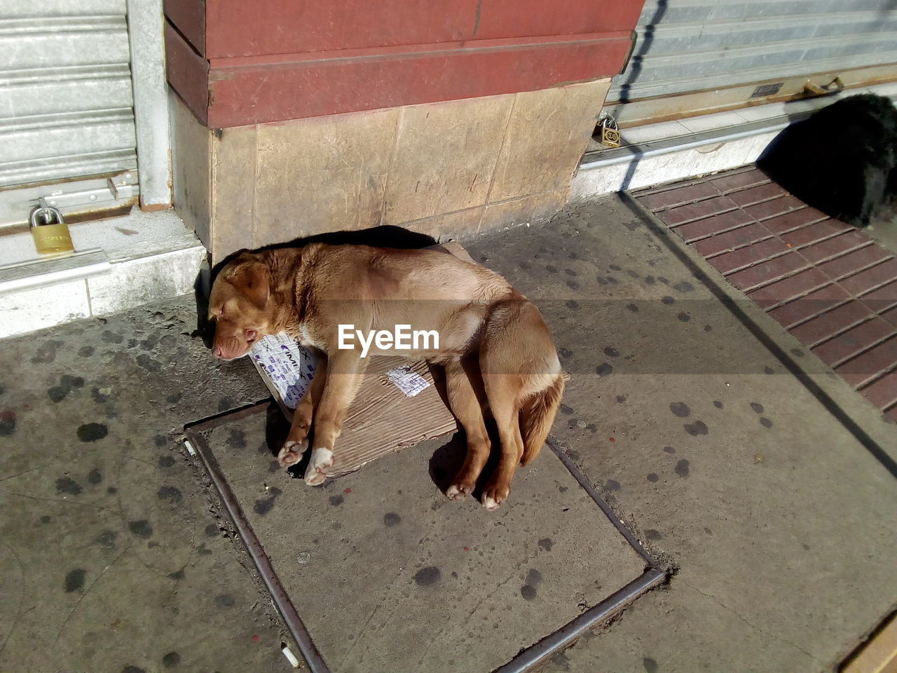 HIGH ANGLE VIEW OF A DOG ON FOOTPATH