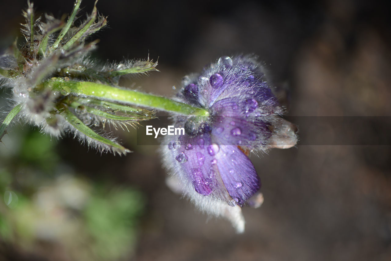 Close-up of purple flowering plant