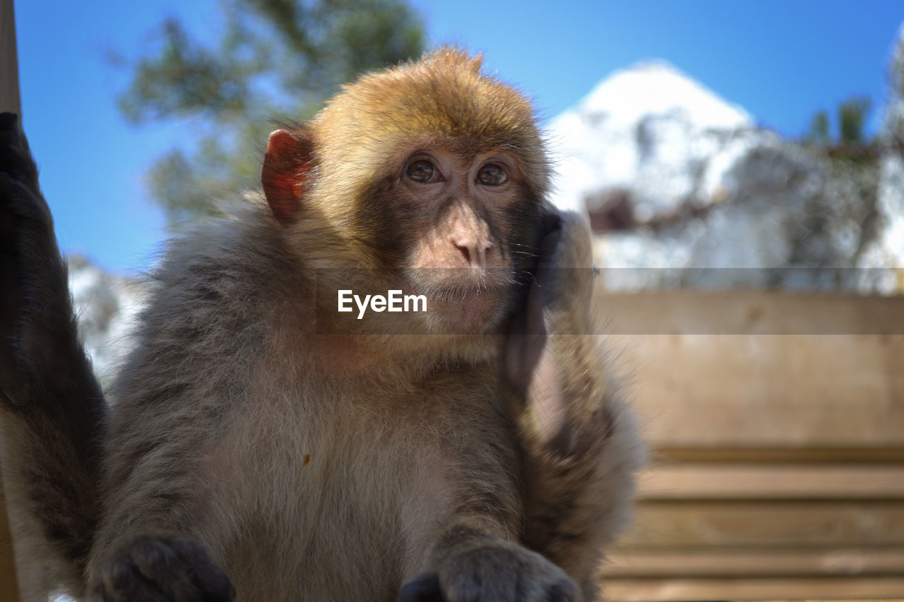 Magot Makak Gibraltar Mammal Primate Animal Wildlife One Animal Animals In The Wild Portrait Vertebrate Sitting No People Looking At Camera Day Focus On Foreground Looking Nature Mountain Outdoors Baboon