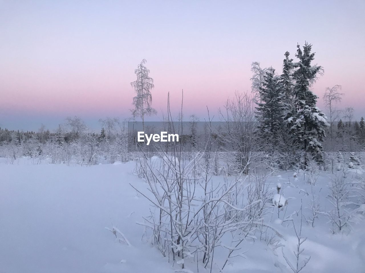 Snow covered trees on field against sky during sunset