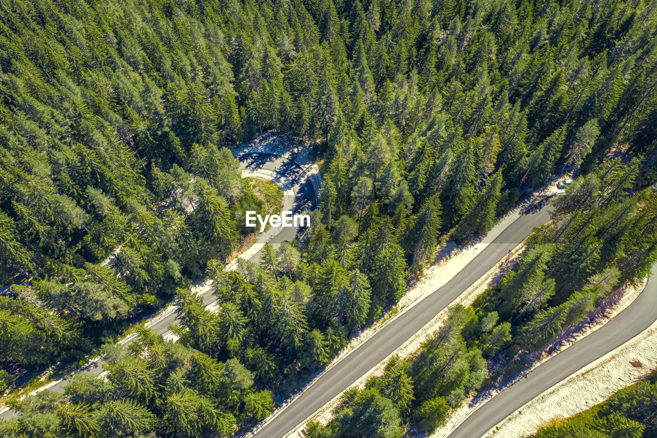 Aerial view of road amidst forest