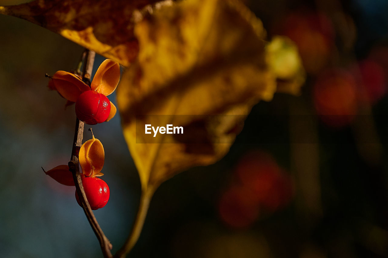 red, yellow, macro photography, flower, leaf, autumn, close-up, plant, focus on foreground, fruit, nature, no people, beauty in nature, plant part, food, petal, food and drink, healthy eating, freshness, sunlight, outdoors, tree, growth, branch, day, selective focus