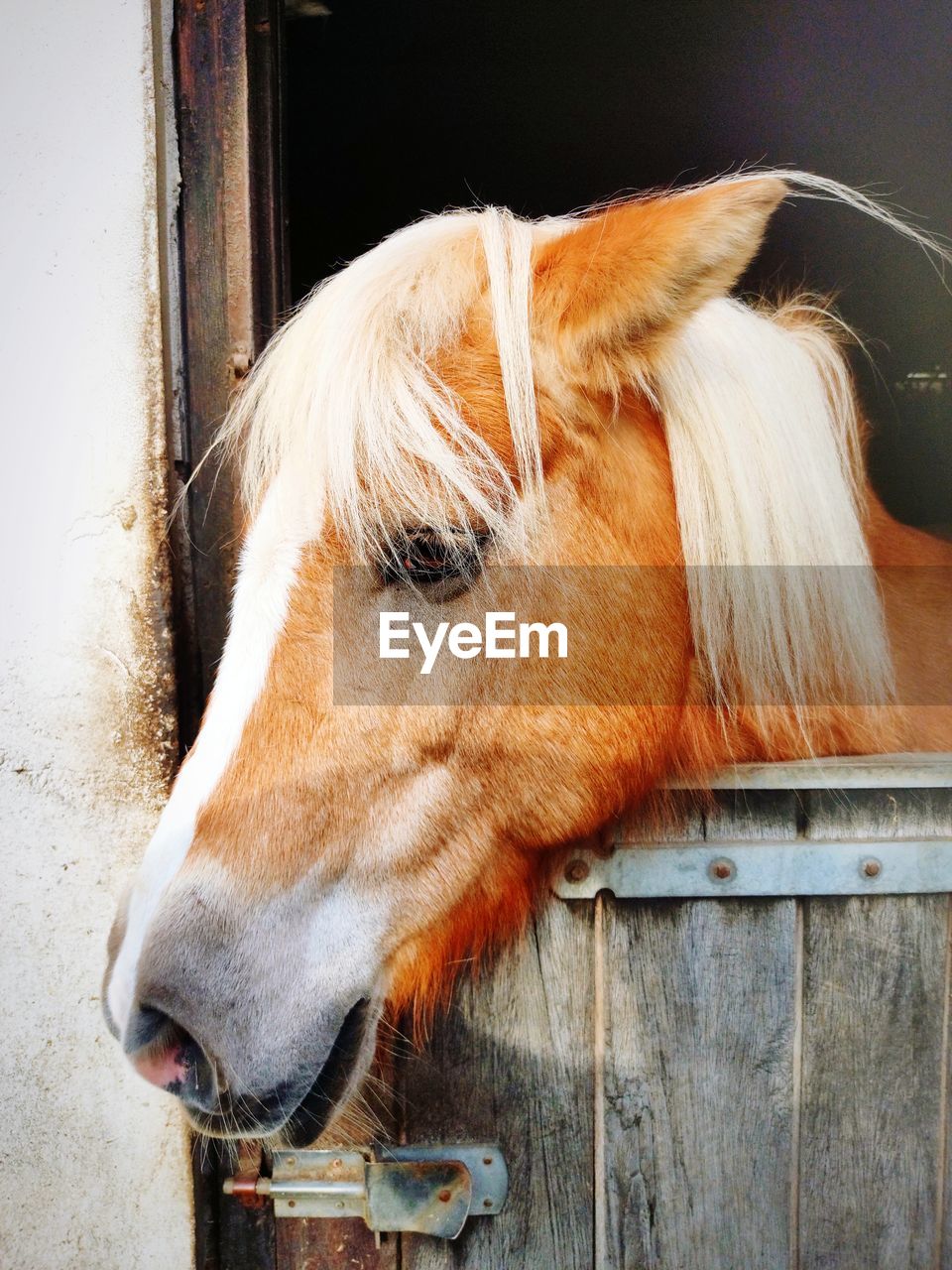 CLOSE-UP OF A DOG LOOKING AWAY WHILE STANDING IN STABLE