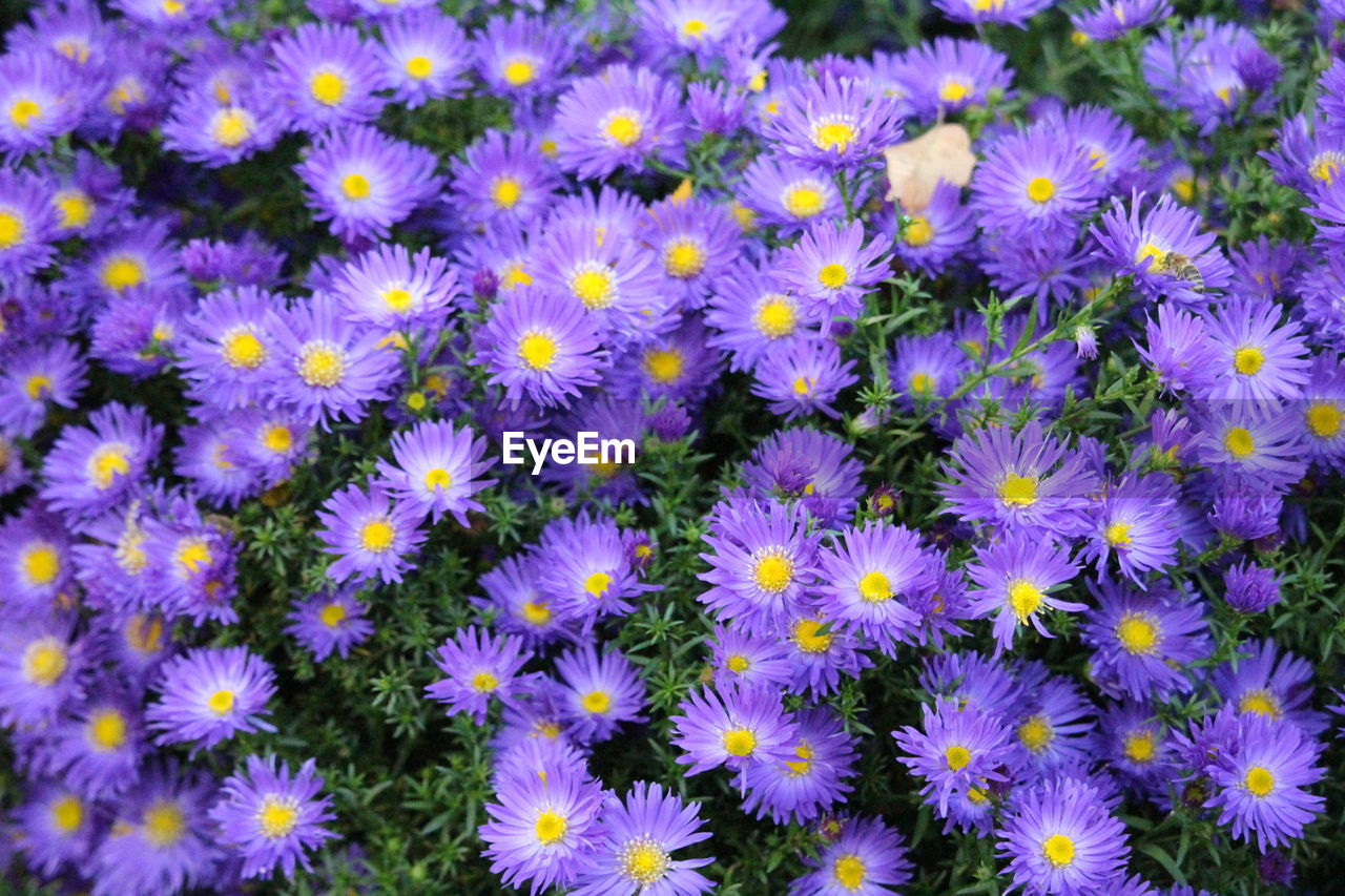 flower, flowering plant, plant, freshness, fragility, beauty in nature, growth, petal, flower head, inflorescence, close-up, purple, no people, nature, aster, full frame, field, backgrounds, botany, land, day, daisy, pollen, high angle view, meadow, outdoors, wildflower