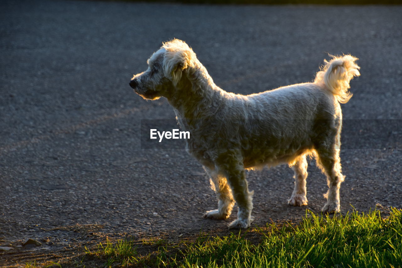 SIDE VIEW OF A DOG LOOKING AWAY ON LAND