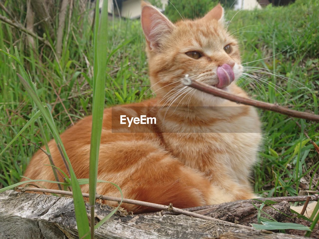 CLOSE-UP OF GINGER CAT SITTING ON GRASS
