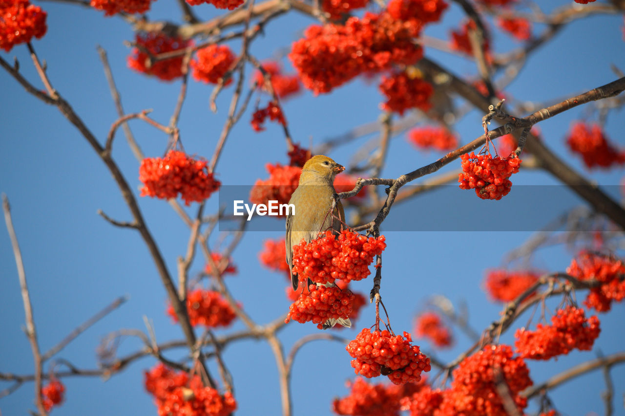 tree, fruit, plant, red, branch, flower, food, autumn, nature, food and drink, healthy eating, rowan, leaf, no people, berry, blossom, produce, day, growth, beauty in nature, focus on foreground, freshness, sky, low angle view, outdoors, spring, close-up, sunny, rowanberry