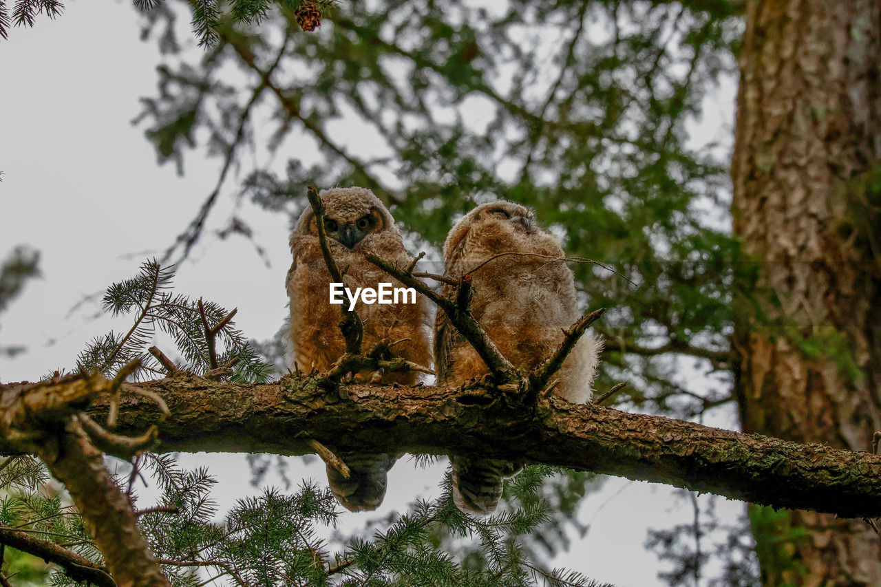tree, bird, animal themes, animal, animal wildlife, wildlife, bird of prey, owl, plant, branch, nature, perching, group of animals, low angle view, no people, two animals, outdoors, day, mammal