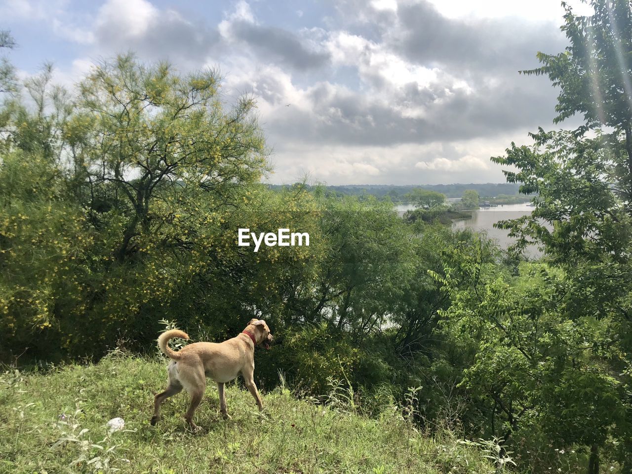 VIEW OF A DOG LOOKING AWAY ON TREE