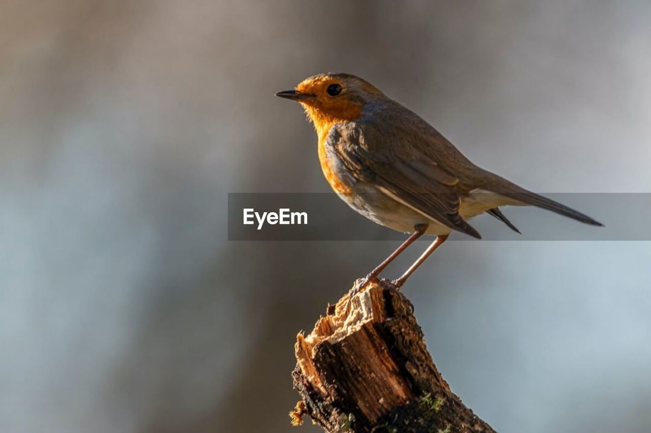 bird, animal themes, animal, animal wildlife, wildlife, one animal, perching, robin, beak, nature, songbird, close-up, focus on foreground, full length, tree, side view, wood, no people, branch, outdoors, beauty in nature, day, plant, copy space, sunbeam, multi colored, worm, blackbird