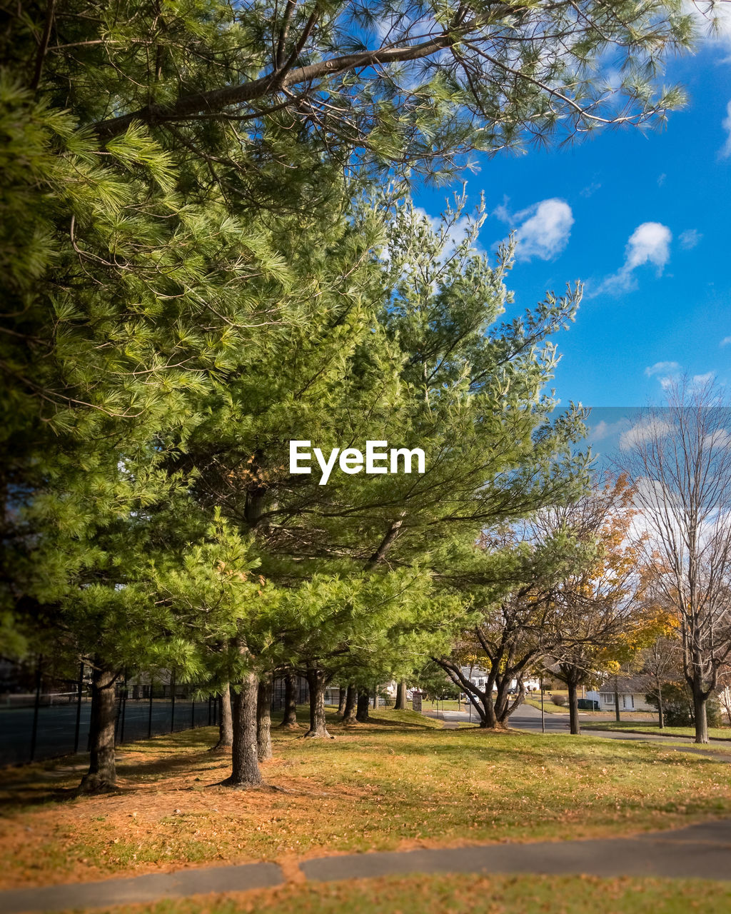 TREES ON LANDSCAPE DURING AUTUMN