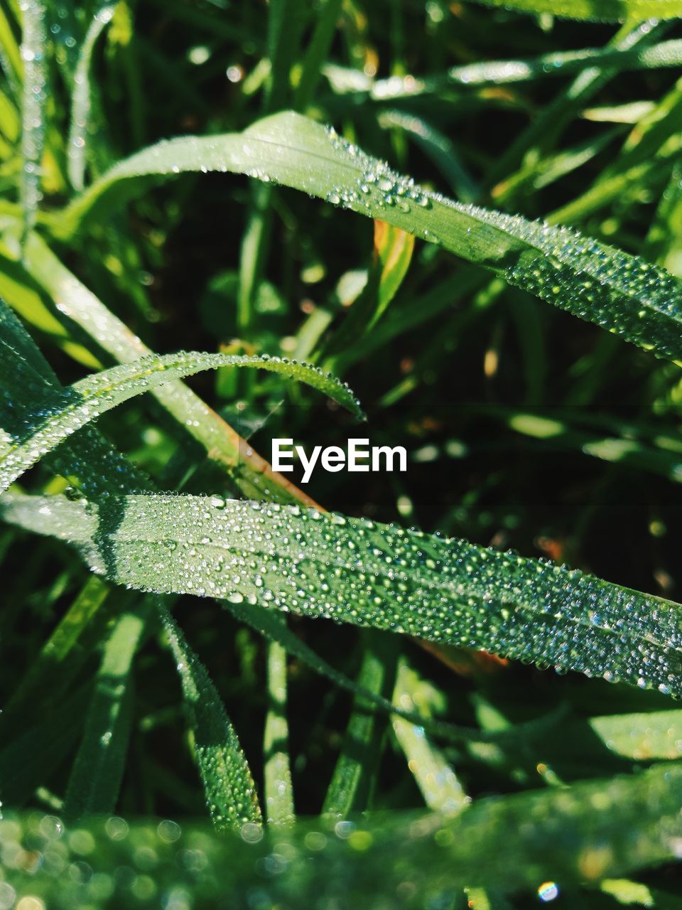 CLOSE-UP OF WET PLANT