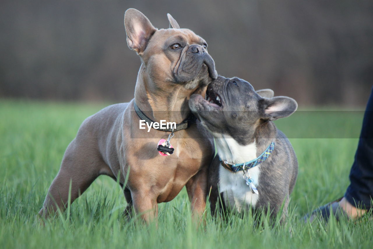 Dogs on grass