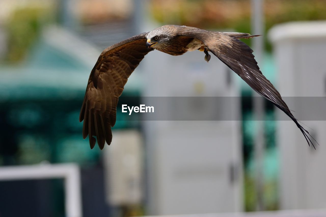 Close-up of falcon in mid-air