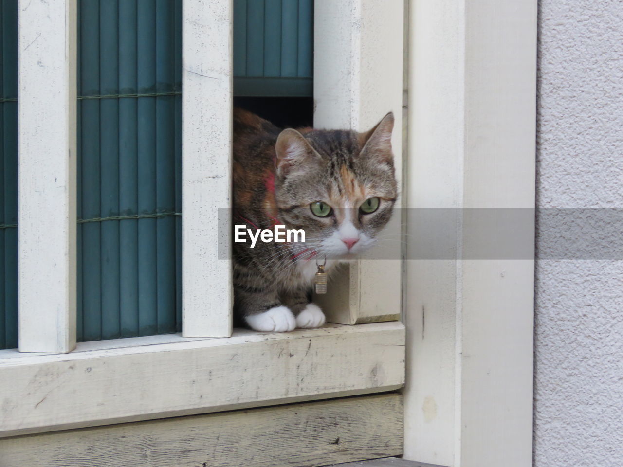 PORTRAIT OF CAT ON WINDOW