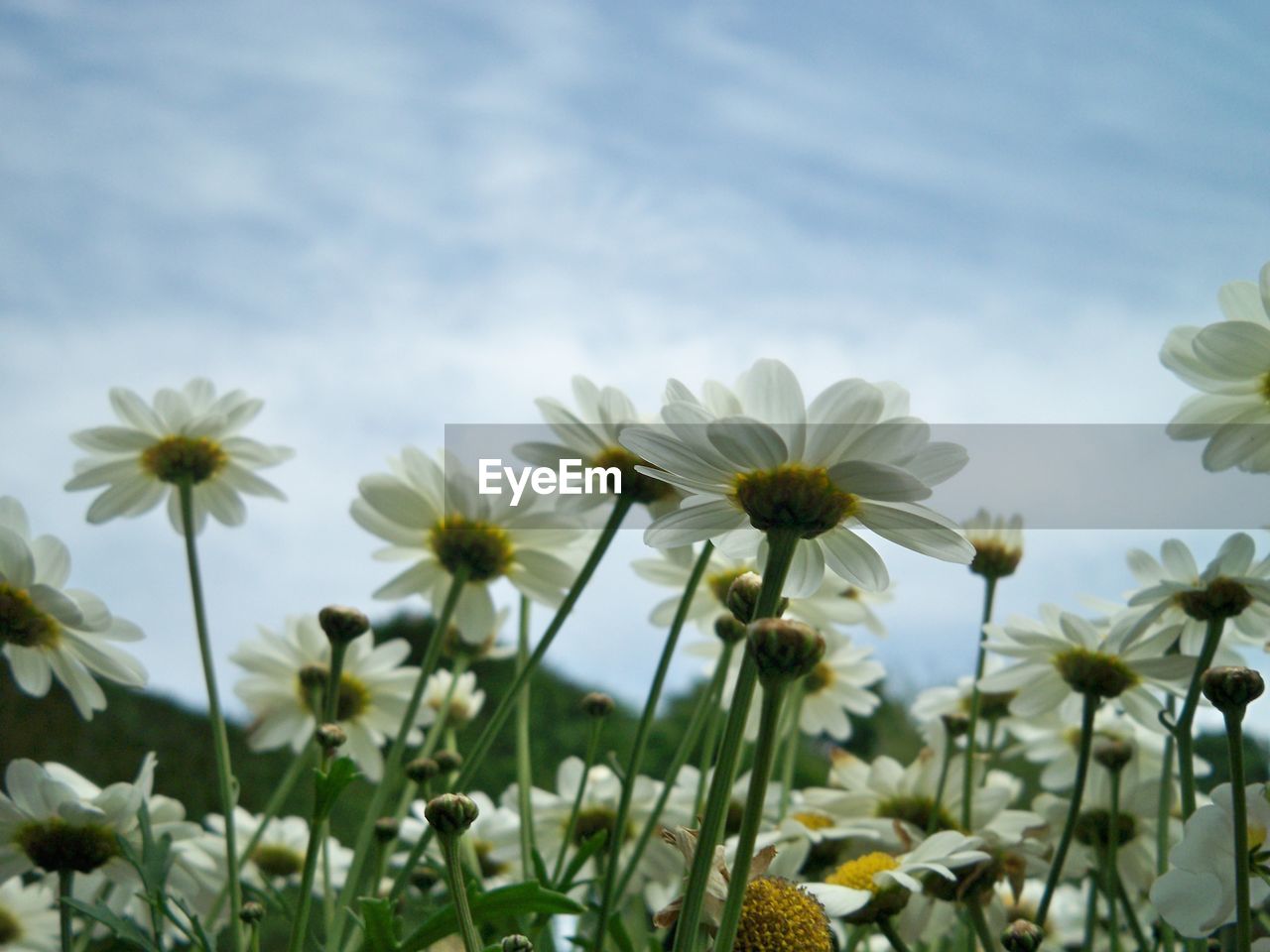 Low angle view of white flowers against sky