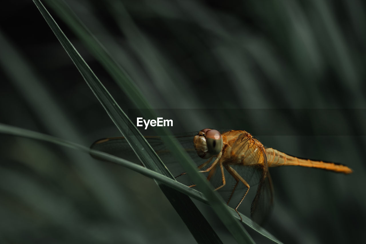 Close-up of insect on leaf