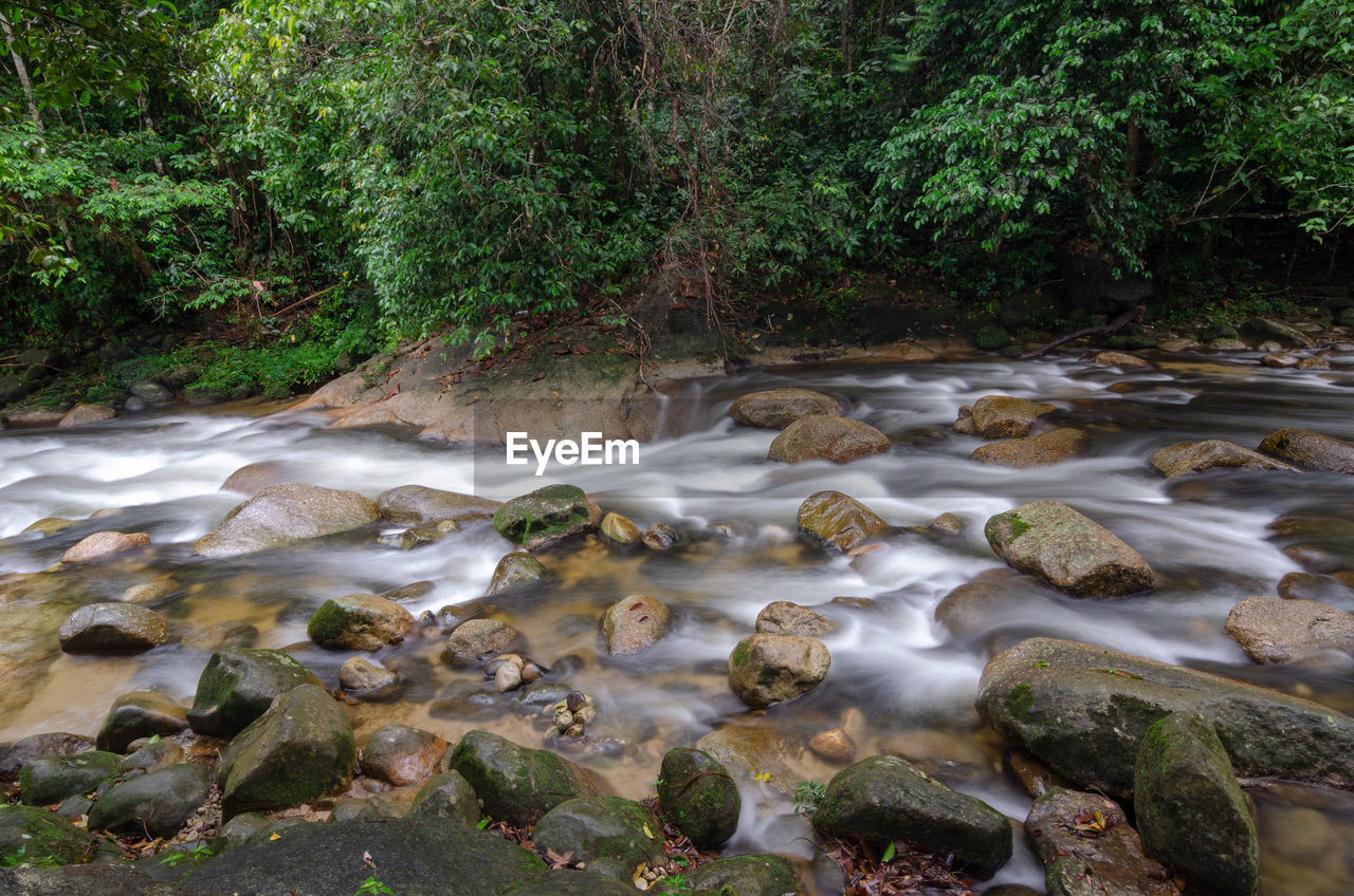 stream, water, body of water, plant, river, tree, watercourse, nature, beauty in nature, creek, forest, land, rapid, rock, scenics - nature, flowing water, wilderness, no people, motion, growth, environment, stream bed, green, woodland, natural environment, day, tranquility, outdoors, flowing, water feature, leaf, non-urban scene, autumn, long exposure, tranquil scene, wet, idyllic