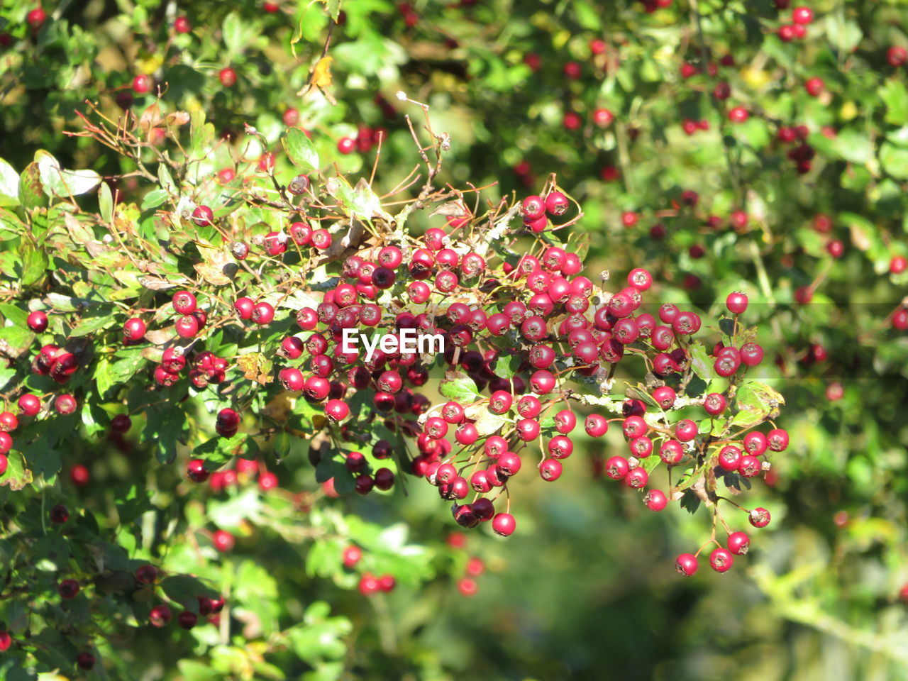 CLOSE-UP OF RED BERRIES PLANT