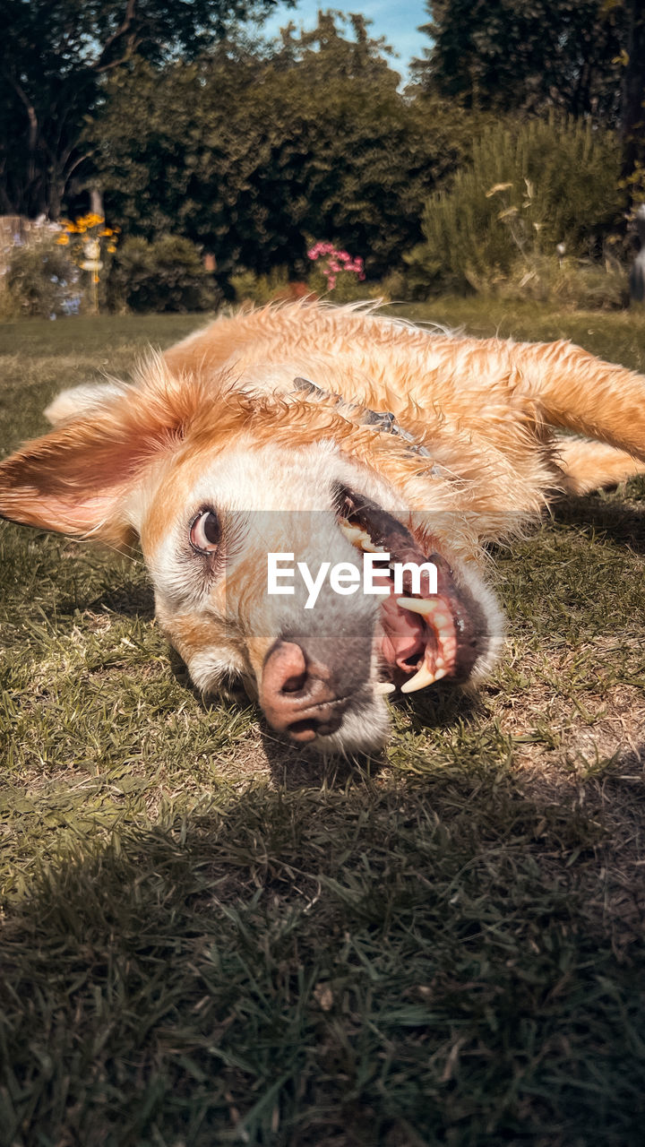 animal themes, animal, mammal, one animal, domestic animals, pet, grass, plant, livestock, nature, wildlife, cattle, no people, portrait, animal body part, day, looking at camera, field, agriculture, outdoors, land, animal wildlife, animal head