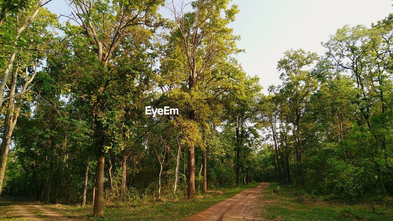 DIRT ROAD AMIDST TREES IN FOREST