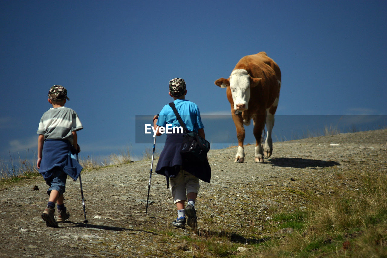 Rear view of boys and cattle walking on field against blue sky