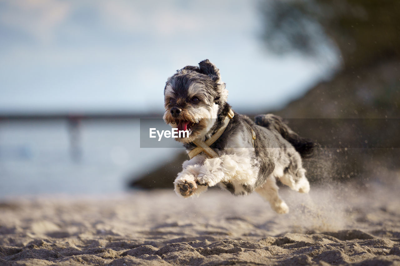 Dog running on beach