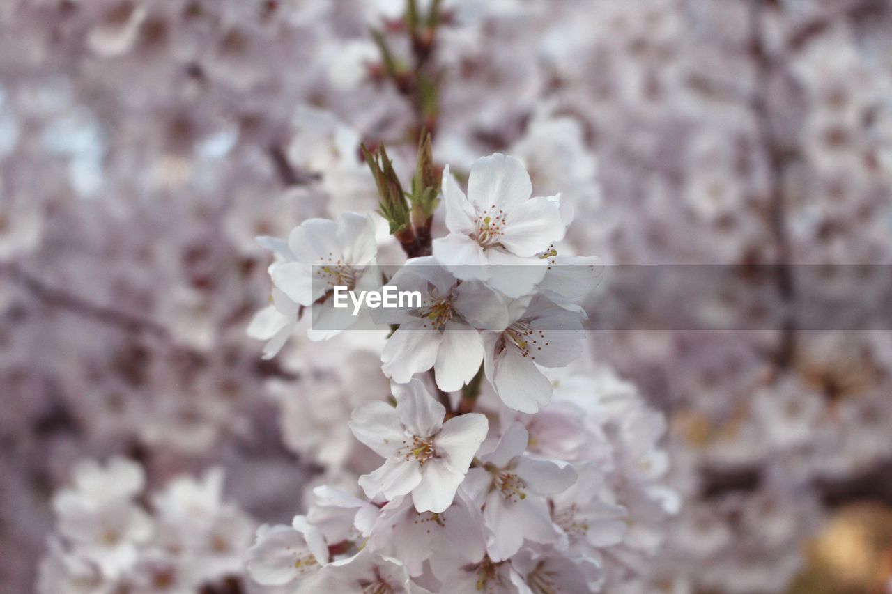 Close-up of white cherry blossom tree