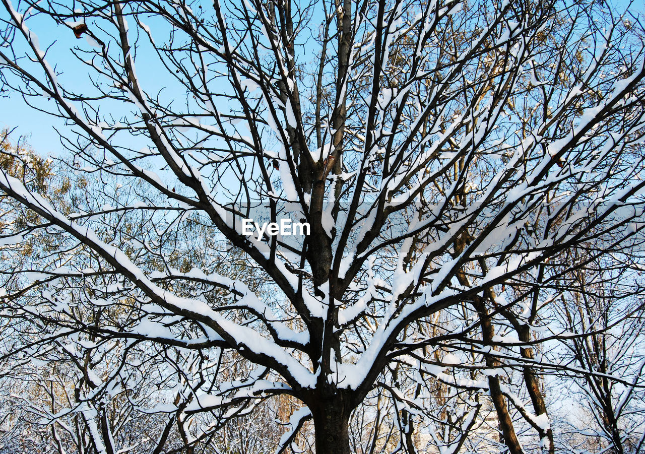 LOW ANGLE VIEW OF BARE TREE DURING WINTER