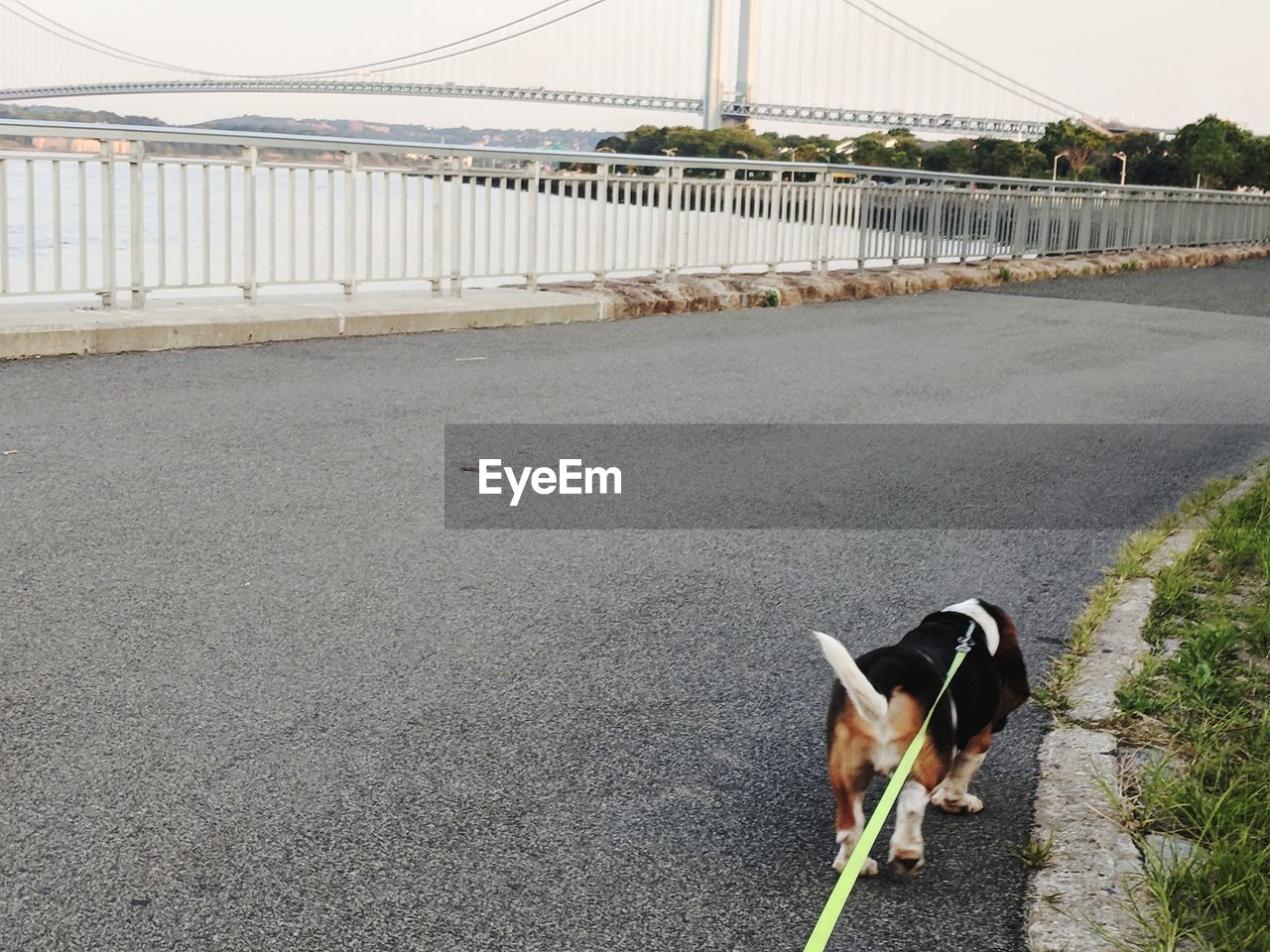 Basset hound walks by bridge