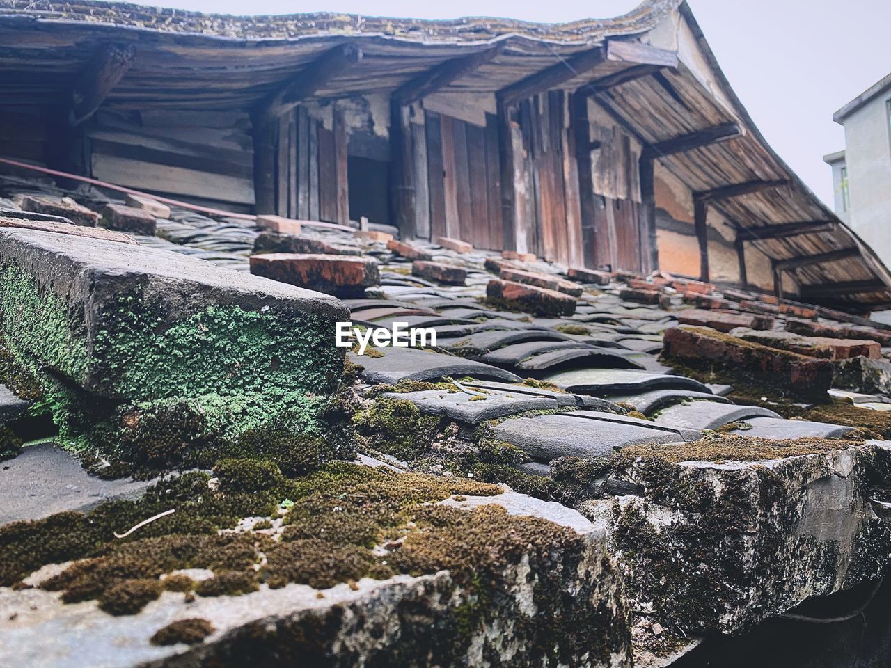 PLANTS GROWING ON OLD BUILDING