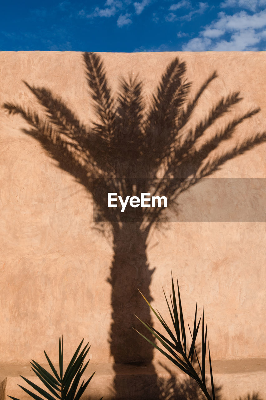 Shadow of a palm tree on a slightly red wall under blue sky, marrakesh, morocco.