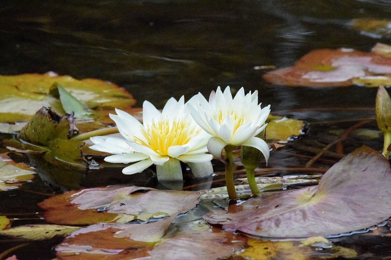 CLOSE-UP OF LOTUS WATER LILY IN POND