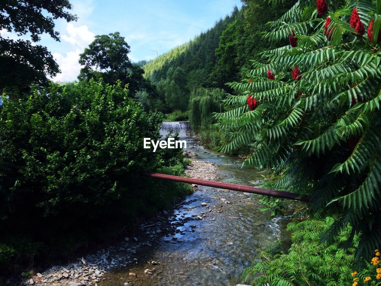 Stream passing through trees