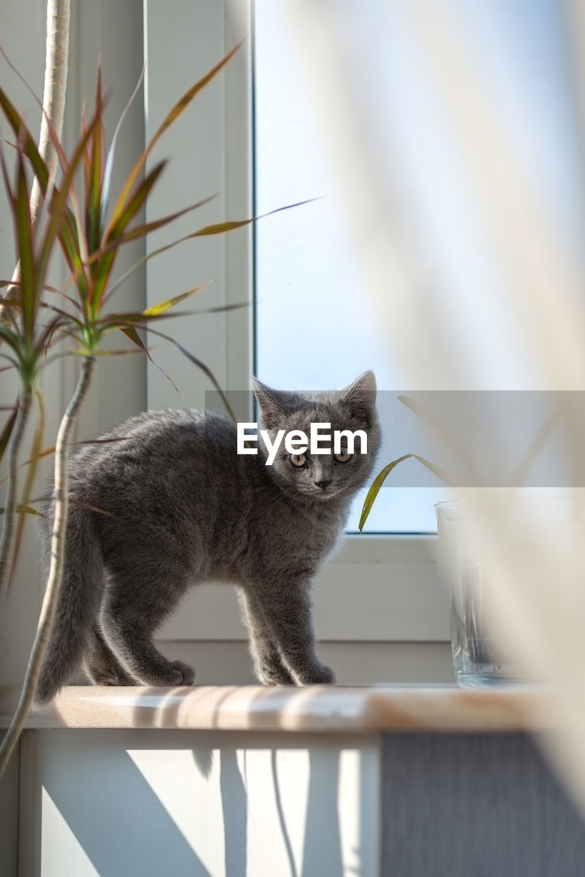 Portrait of a gray kitten on the windowsill