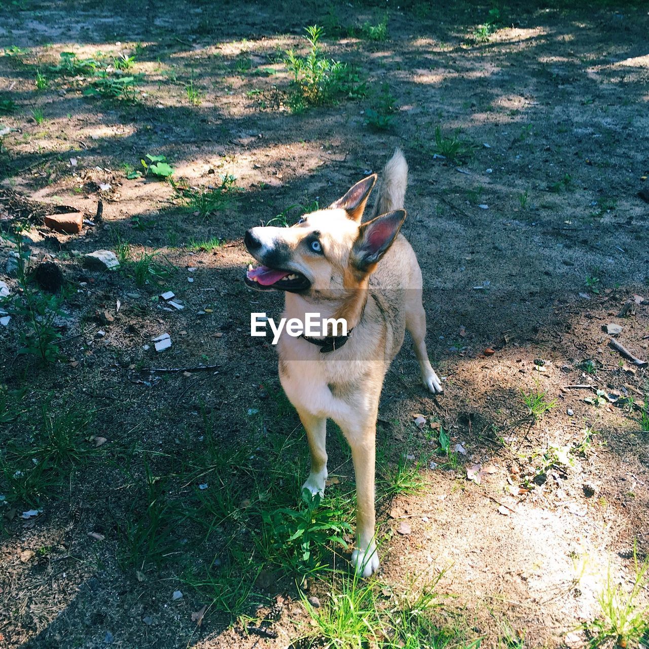 HIGH ANGLE VIEW OF DOG ON GRASSLAND