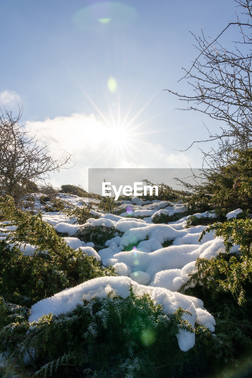 FROZEN PLANTS AGAINST SKY DURING WINTER