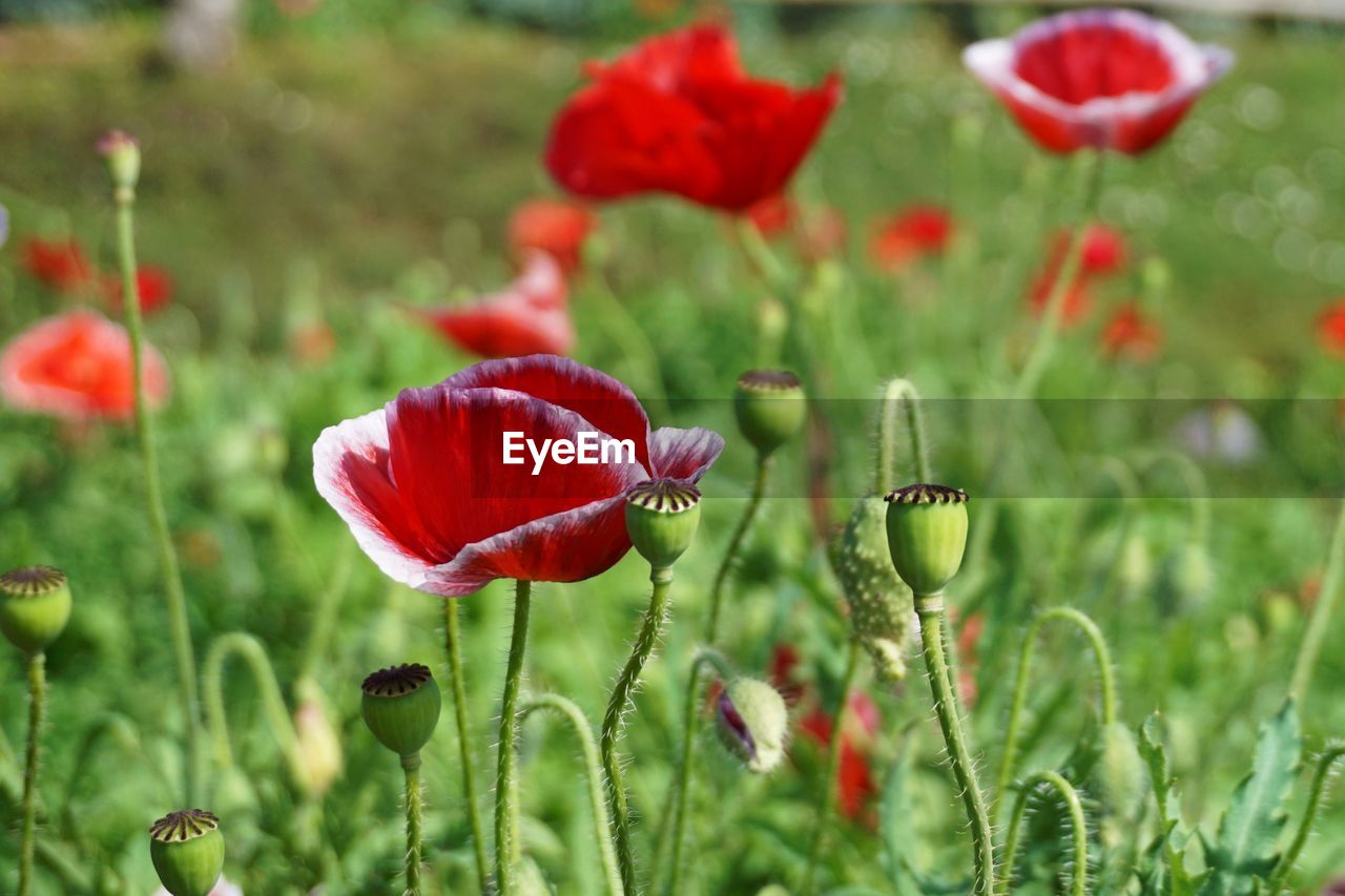 Close-up of red poppy flowers growing on field