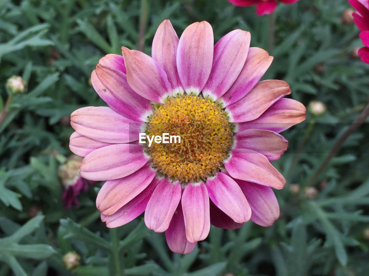 CLOSE-UP OF PINK FLOWER WITH RED PETALS