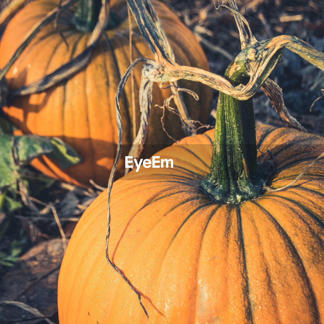 Close up on a halloween pumpkin