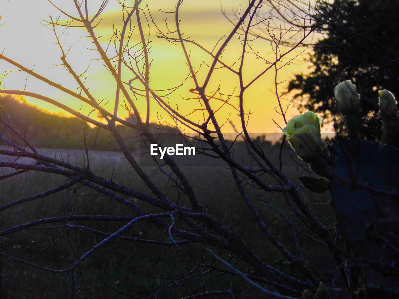 CLOSE-UP OF TREE AT SUNSET