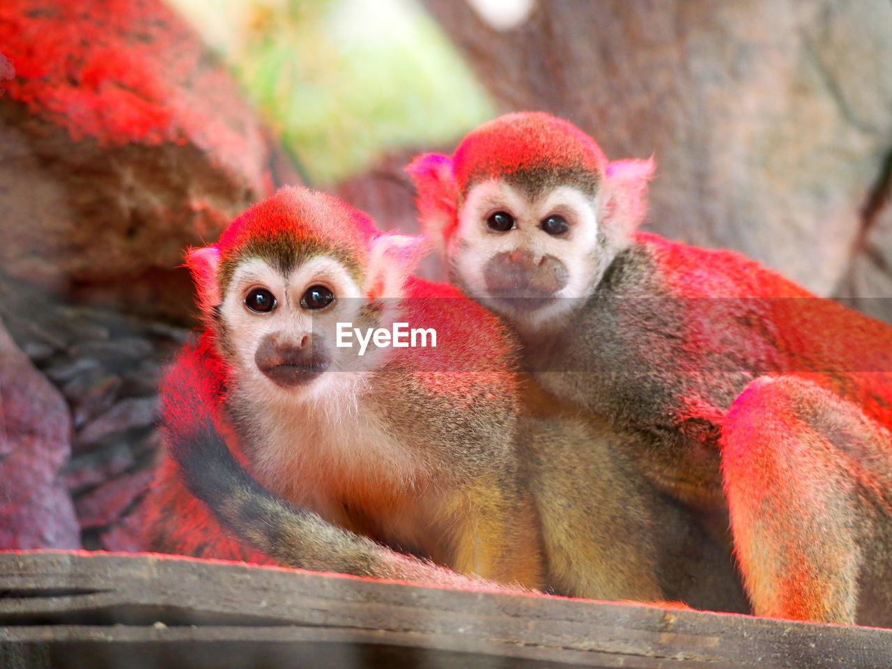 Close-up portrait of monkeys