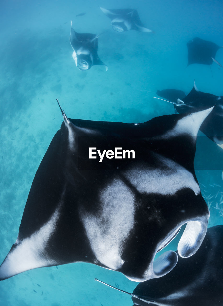 Wide angle view of a school of manta rays, in baa atoll ,madives