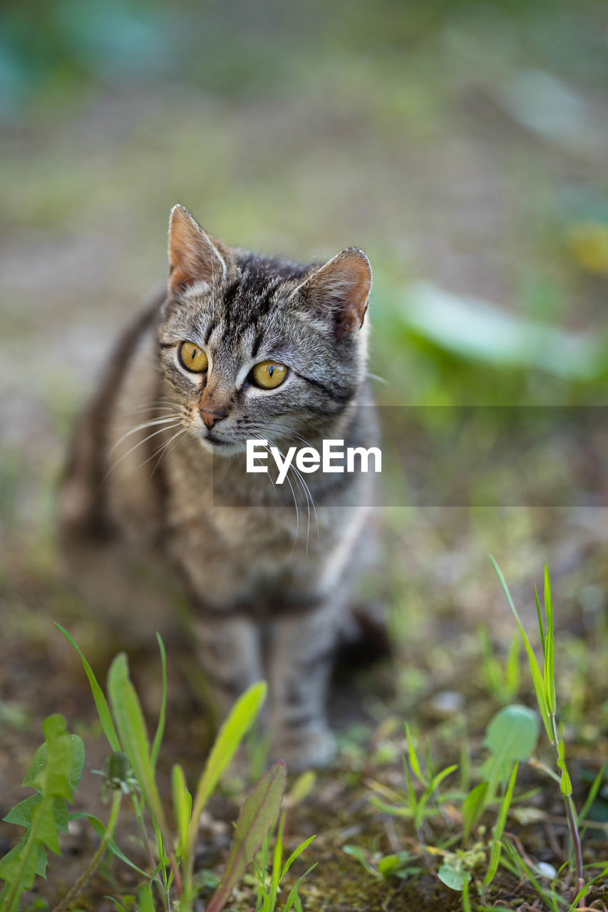 Portrait of cat on field