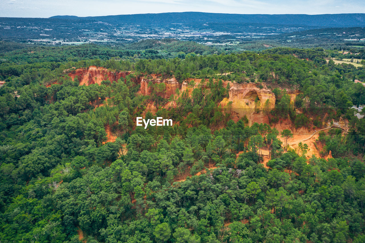 High angle view of trees growing in forest