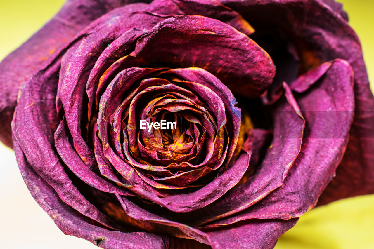 CLOSE-UP OF PURPLE ROSE FLOWER BLOOMING OUTDOORS