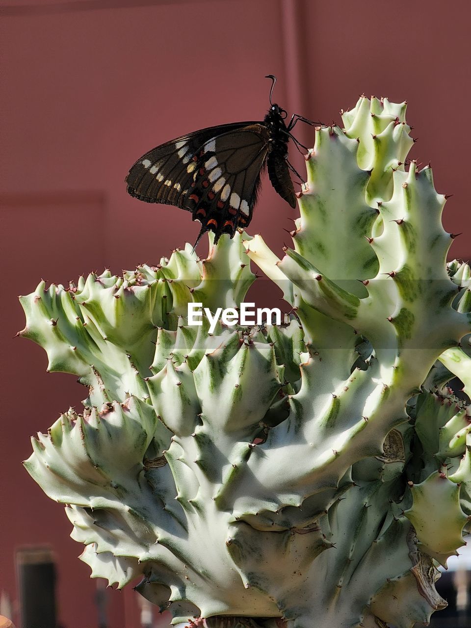 butterfly, beauty in nature, plant, nature, moths and butterflies, flower, insect, no people, animal, animal themes, close-up, growth, leaf, animal wildlife, green, animal wing, plant part, macro photography, one animal, flowering plant, fragility, wildlife, outdoors, freshness, focus on foreground, food, day