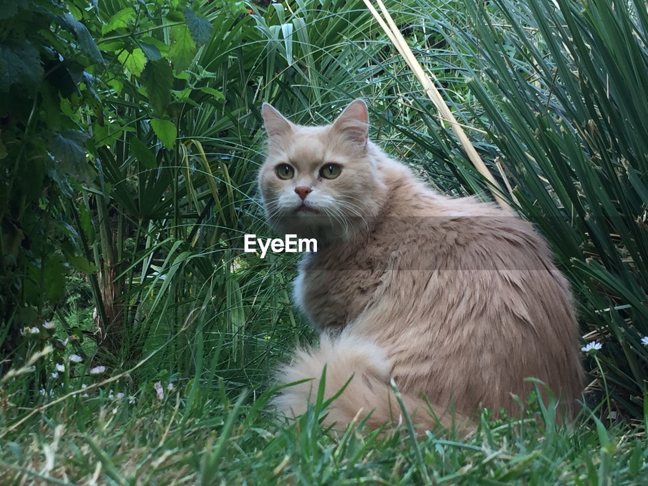cat, animal themes, animal, mammal, pet, domestic animals, domestic cat, feline, plant, one animal, grass, whiskers, small to medium-sized cats, felidae, green, nature, no people, field, portrait, looking at camera, land, growth, sitting, looking, wild cat, day, outdoors, front or back yard