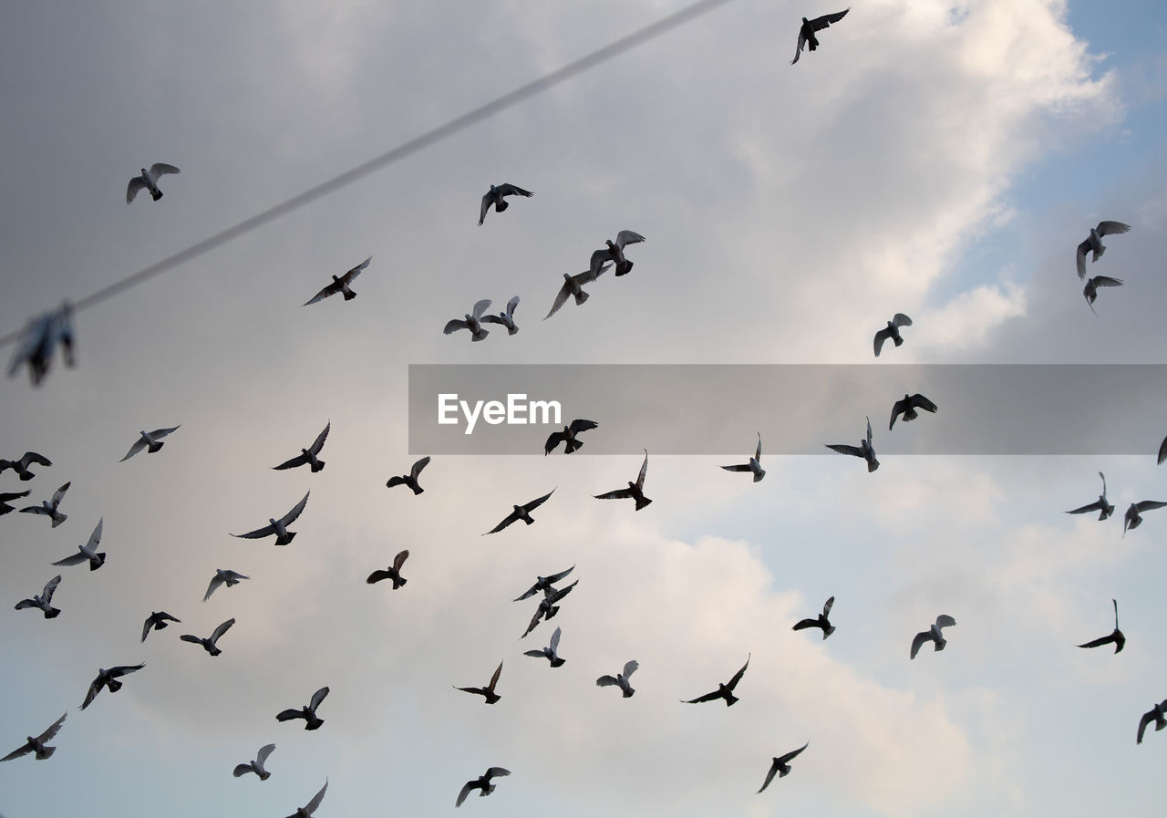 LOW ANGLE VIEW OF BIRDS IN THE SKY