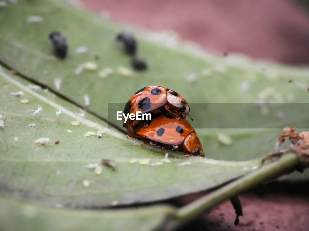 Close-up of ladybug on leaf